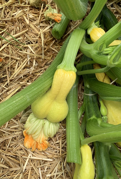 plant that looks like Butt
