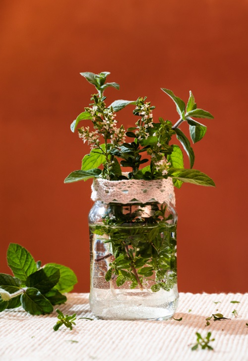 Top Indoor Herbs to Cut and Plant