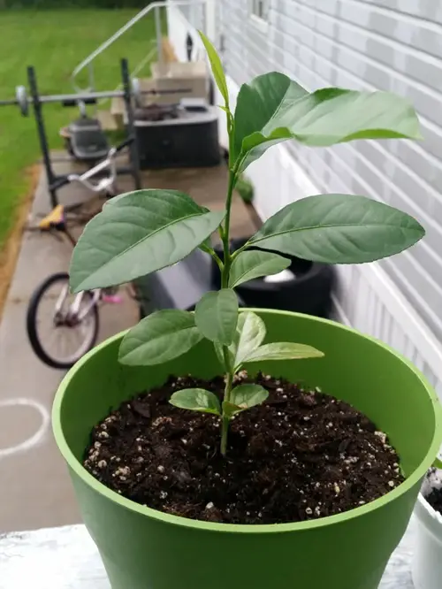 Lemon Tree Growth Stages 2