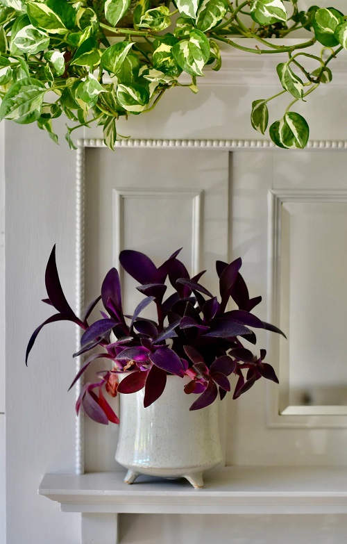 amazing Gorgeous Indoor Black Vines and Trailing Plants