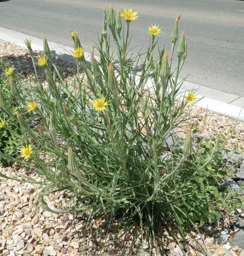 best Yellow Wildflowers