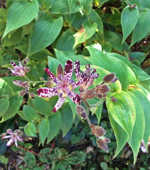 Flowers that Bloom in Late Fall