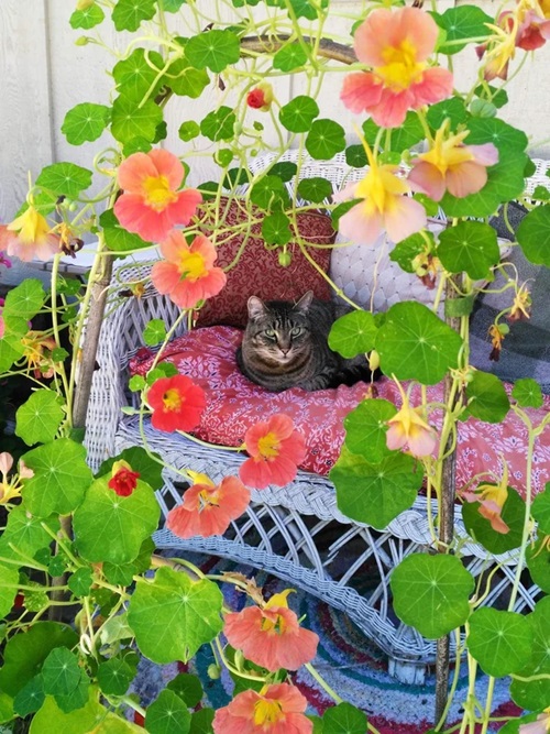 Flowers that Are Safe for Cats in garden