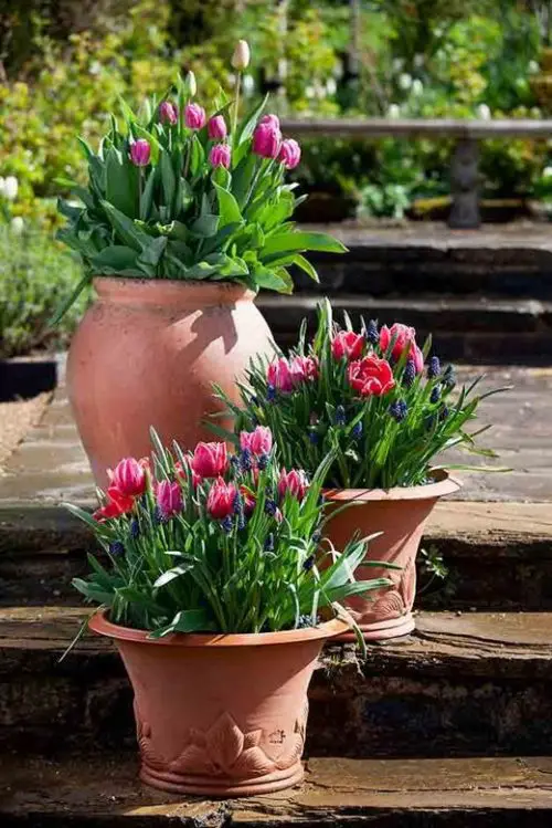 best Flowers that Are Poisonous to Cats
