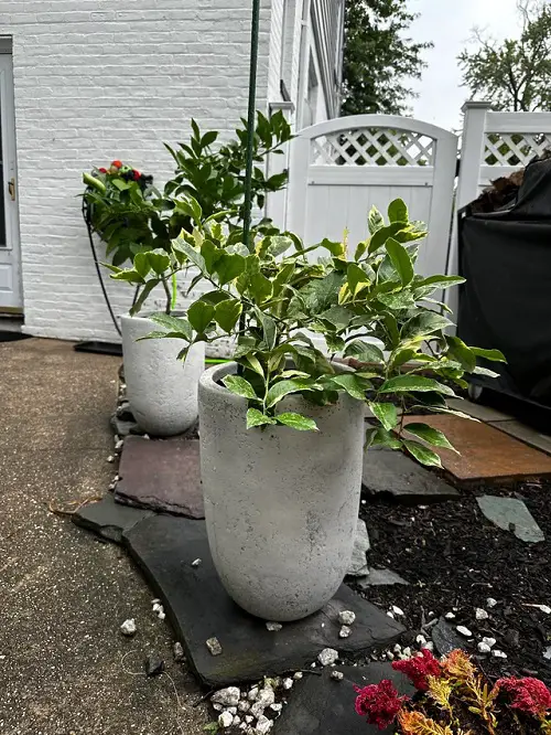 Types of Lemon Trees for Containers