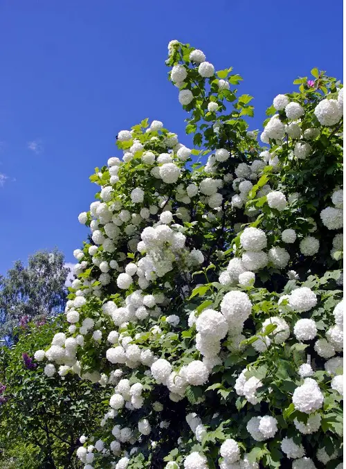 Amazing flowers similar to hydrangea 
