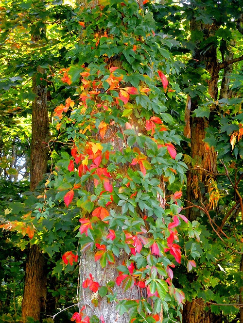 beautiful Vines that Kill Trees