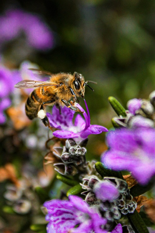 What Color Do Bees Hate