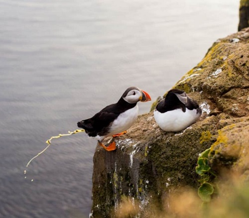 What Does It Mean When a Particular Bird Poops on You