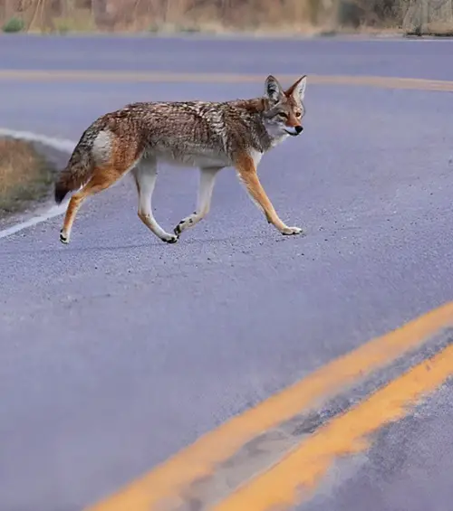What Does It Mean When a Coyote Crosses Your Path Spiritually