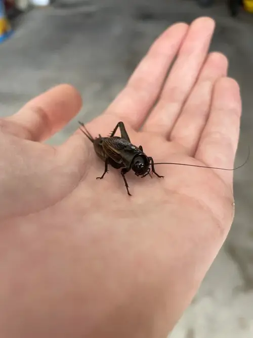 What Does It Mean When a Cricket Lands on You 1
