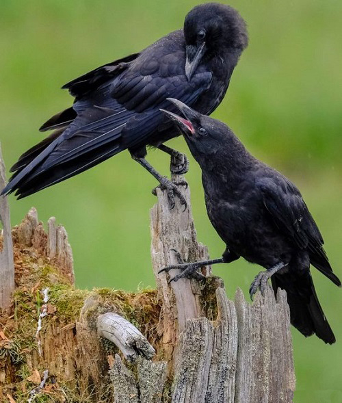 What Does It Mean When a Crow Caws at Night