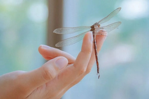 Dead Dragonfly Landing - Scientific Perspective