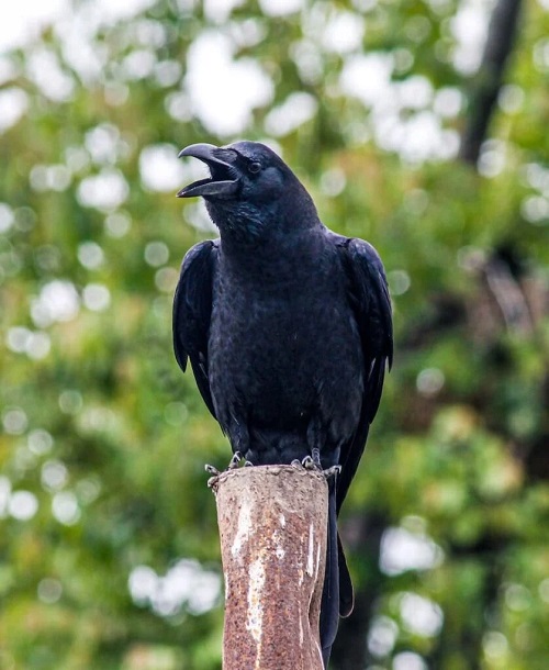 What Does It Mean When a Crow Caws Continuously