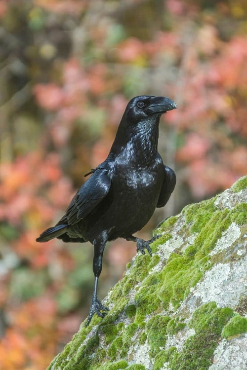Crow Cawing- Is It a Good Sign or a Bad Omen