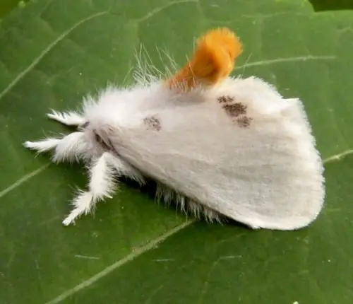 Fluffy Moths in plant leaves 