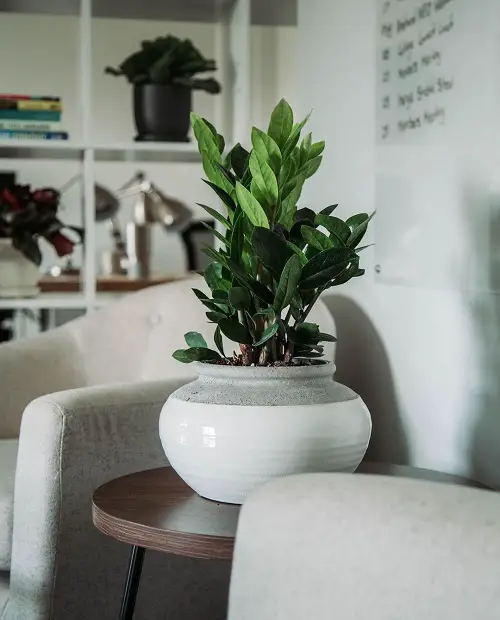 best Succulents that Don’t Need Sunlight