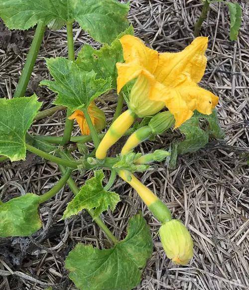 best Vegetables that Start with 'Z'