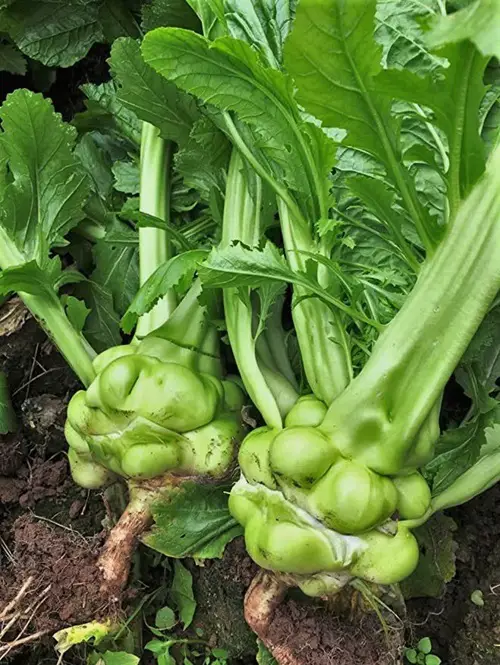 'Z'-Started Vegetables