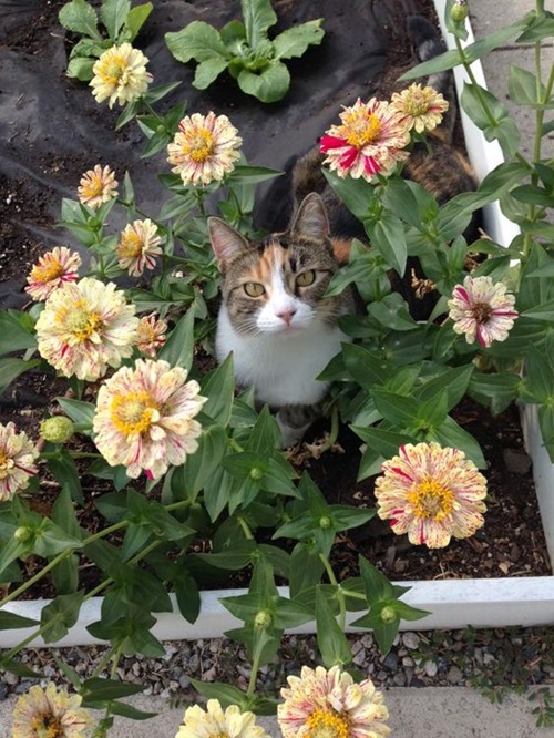 Flowers That Don't Hurt Cats 