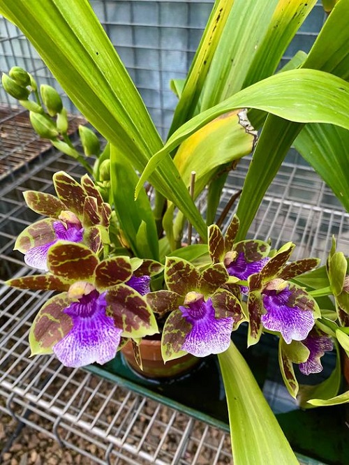 Top Purple Orchid Types