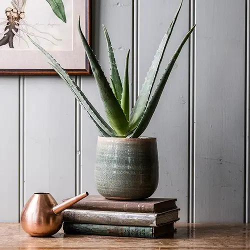 best Succulents that Don’t Need Sunlight 
