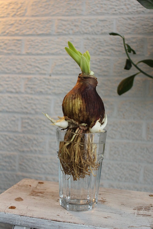 Products at Grocery Stores and Supermarkets Can Be Used to Grow Houseplants 