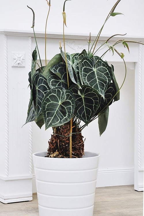 best Beautiful Houseplants with Strange Colours