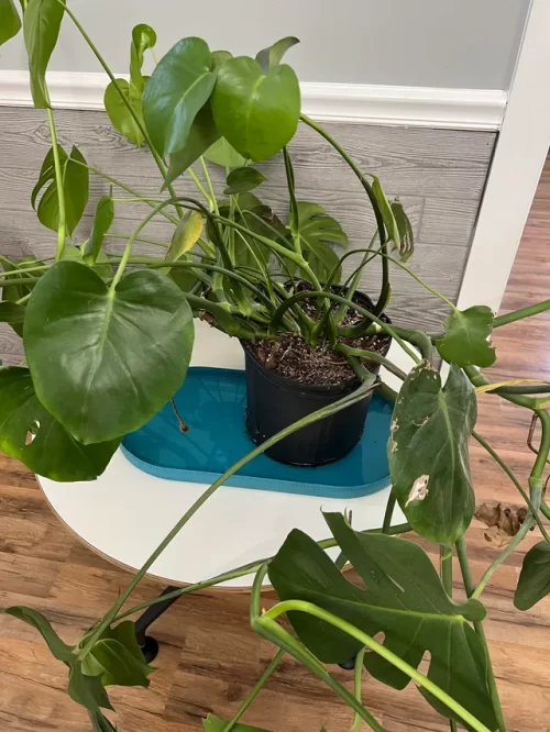 Bottom Watering
