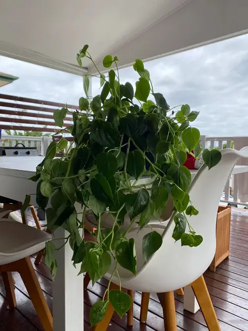 Aphids on Indoor Plants Always Quarantine Your New Plants