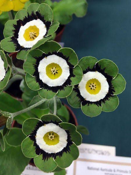 Gorgeous Houseplants with Odd Colours