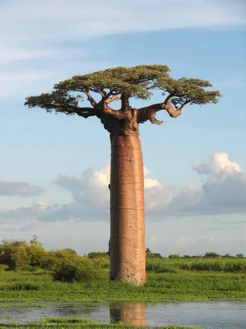 Trees that Look Like Penises