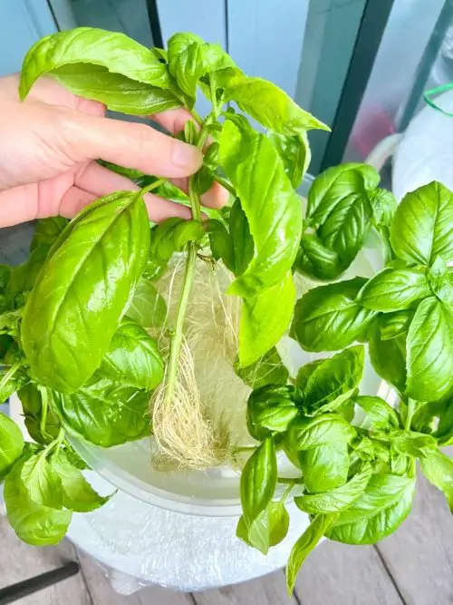 Indoor Herbs to Grow from Cuttings 1