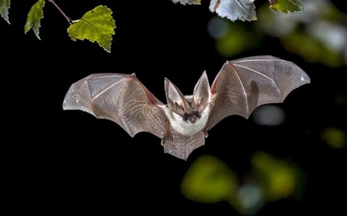Bat Attacking You in a Dream Meaning