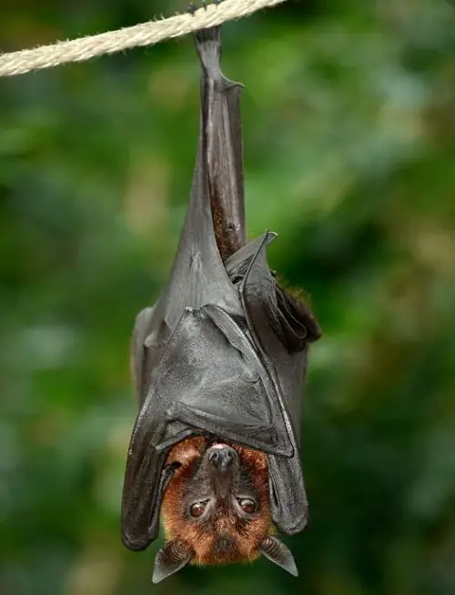 Dreams about Bats Sleeping on Trees