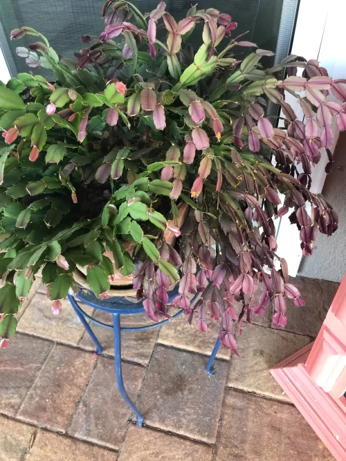 Common Christmas Cactus Growing Mistakes to Avoid Neglecting to Re-pot