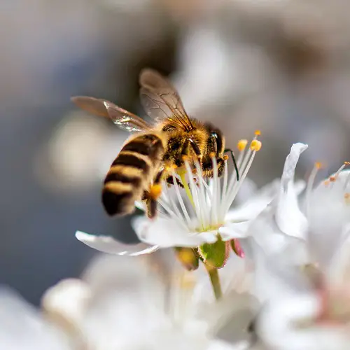 What Colors Do Bees Hate1