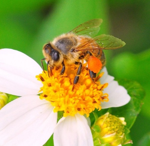 What Colors Repel Bees