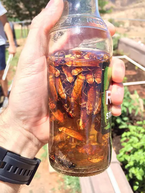 Tricks to Get Rid of Cockroaches Overnight