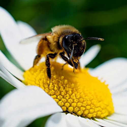 What Colors Make Bees More Aggressive