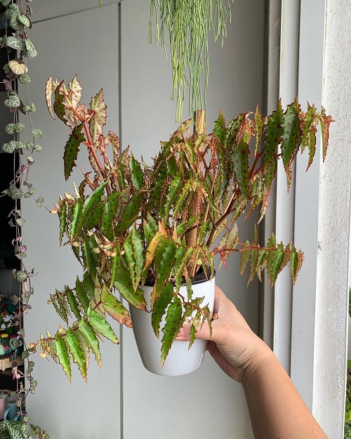 Beautiful Houseplants with Strange Colours