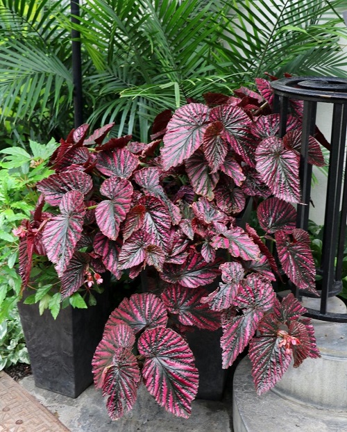 best Stunning Houseplants of Unusual Colors