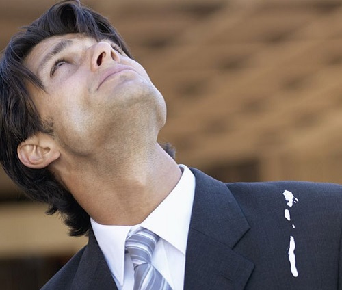 What Does It Mean When a Bird Poops on You