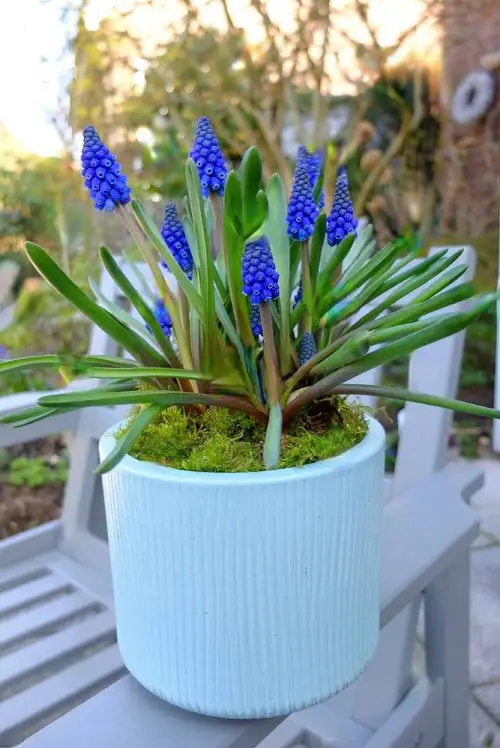 lovely Royal Blue Flowers 5
