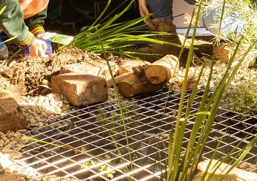 DIY Frog Pond