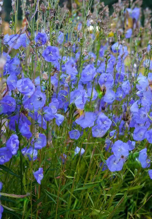 Royal Blue Flowers 