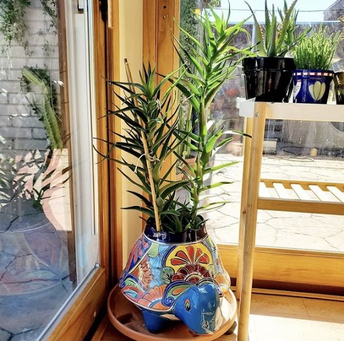 Climbing Aloe Information