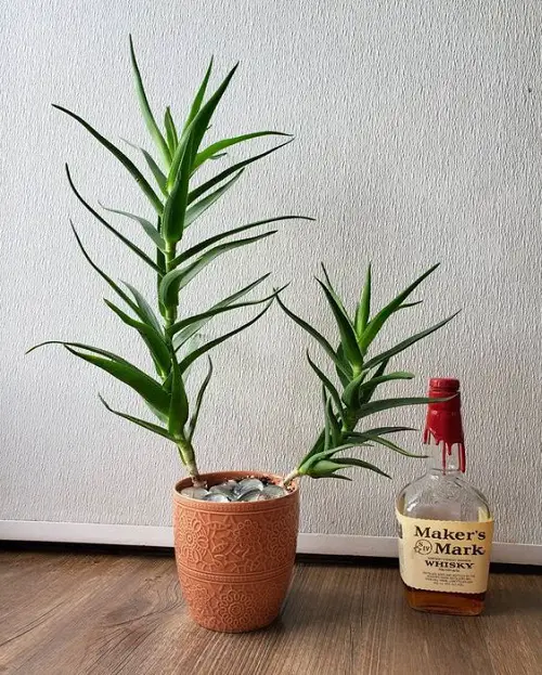 How to Grow Climbing Aloe Indoors as a Vine