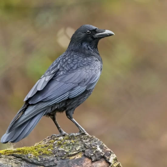 When a Crow Visits: Exploring Folklore, Myths, and Personal Reflections