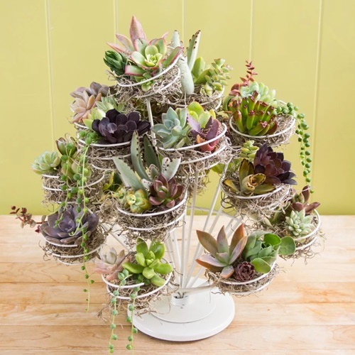 Succulent Garden in a Cup Cake Stand